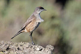 Cinnamon-bellied Ground Tyrant