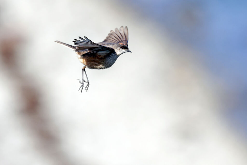 Cinnamon-bellied Ground Tyrantadult, courting display