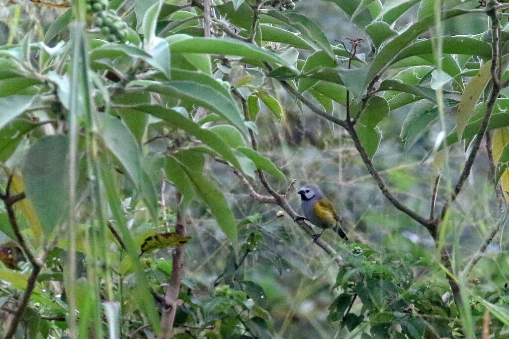 Grey-headed Olivebackadult