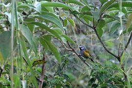 Grey-headed Oliveback