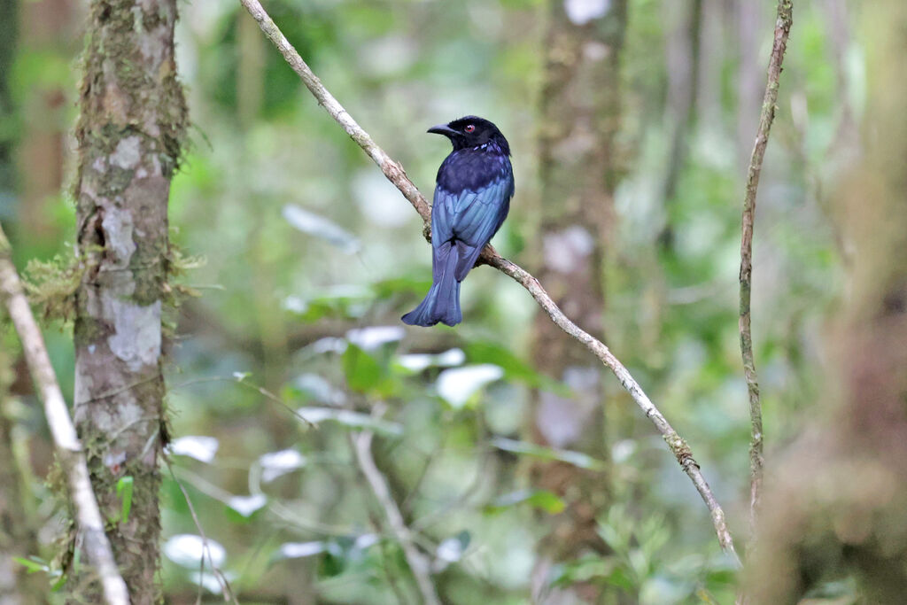 Drongo à crinièreadulte