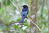 Drongo à crinière