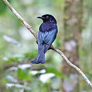 Drongo à crinière