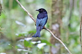 Hair-crested Drongo