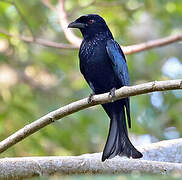 Drongo de la Sonde
