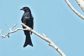 Drongo de la Sonde
