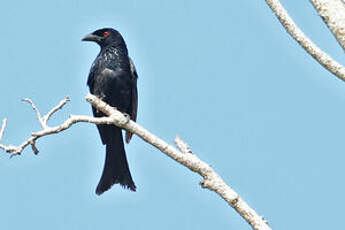 Drongo de la Sonde