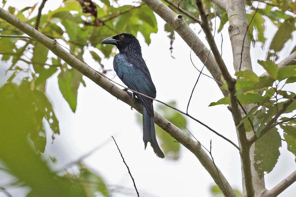 Drongo de la Sondeadulte