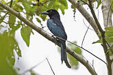 Drongo de la Sonde