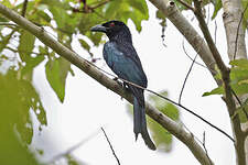 Drongo de la Sonde