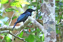 Drongo de Tweeddale