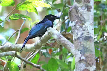 Drongo de Tweeddale