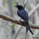 Drongo malgache