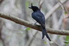 Crested Drongo