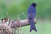 Drongo royal