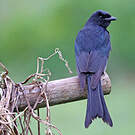Drongo royal