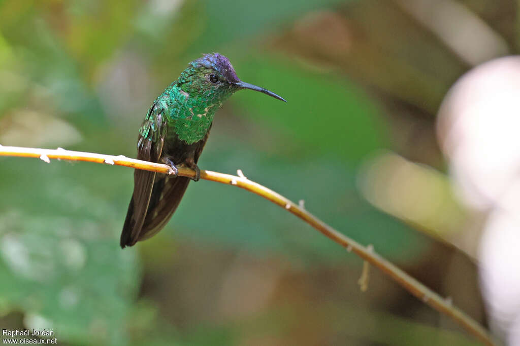 Mexican Woodnymph male adult