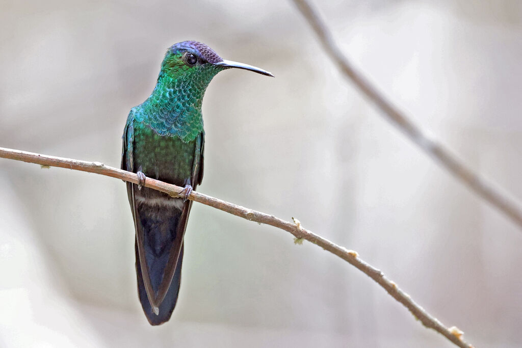 Mexican Woodnymph male adult