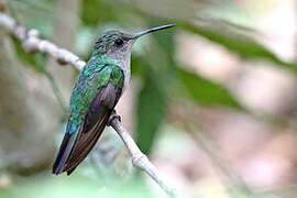 Mexican Woodnymph