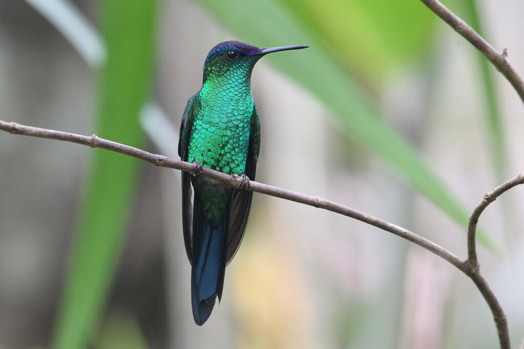 Dryade glaucope mâle adulte