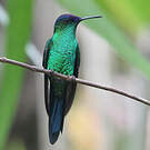 Dryade glaucope