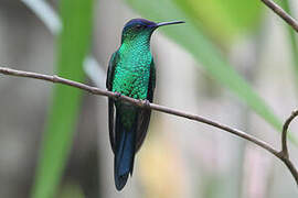 Violet-capped Woodnymph