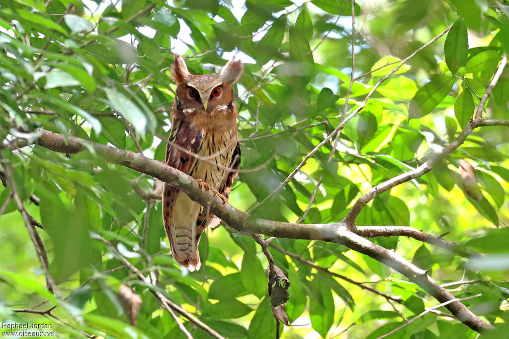 Maned Owl