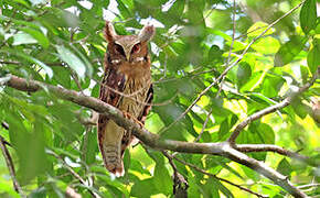 Maned Owl