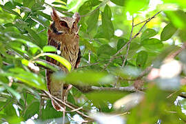 Maned Owl