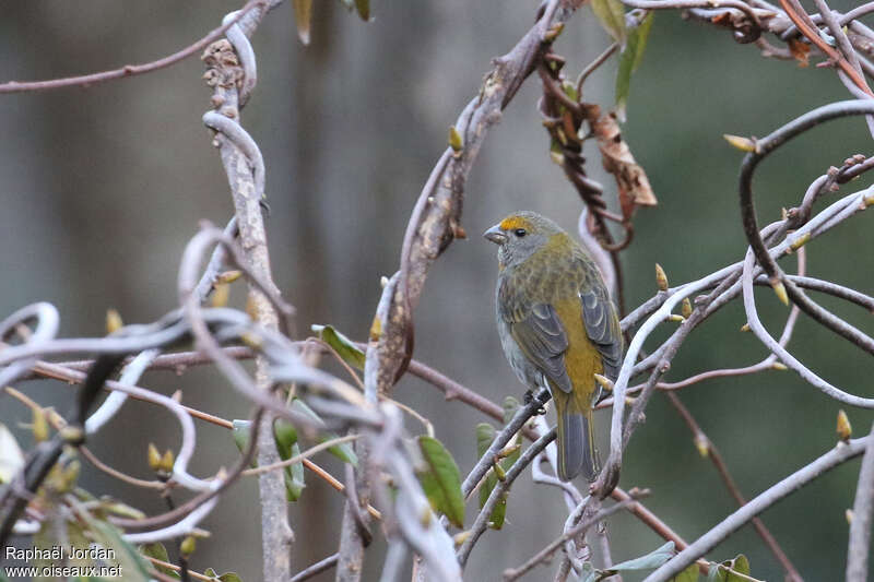 Crimson-browed Finch female adult breeding
