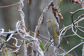 Crimson-browed Finch