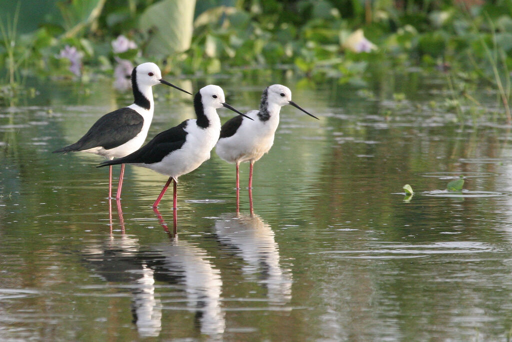 Pied Stilt