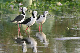 Pied Stilt