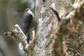 Papuan Treecreeper