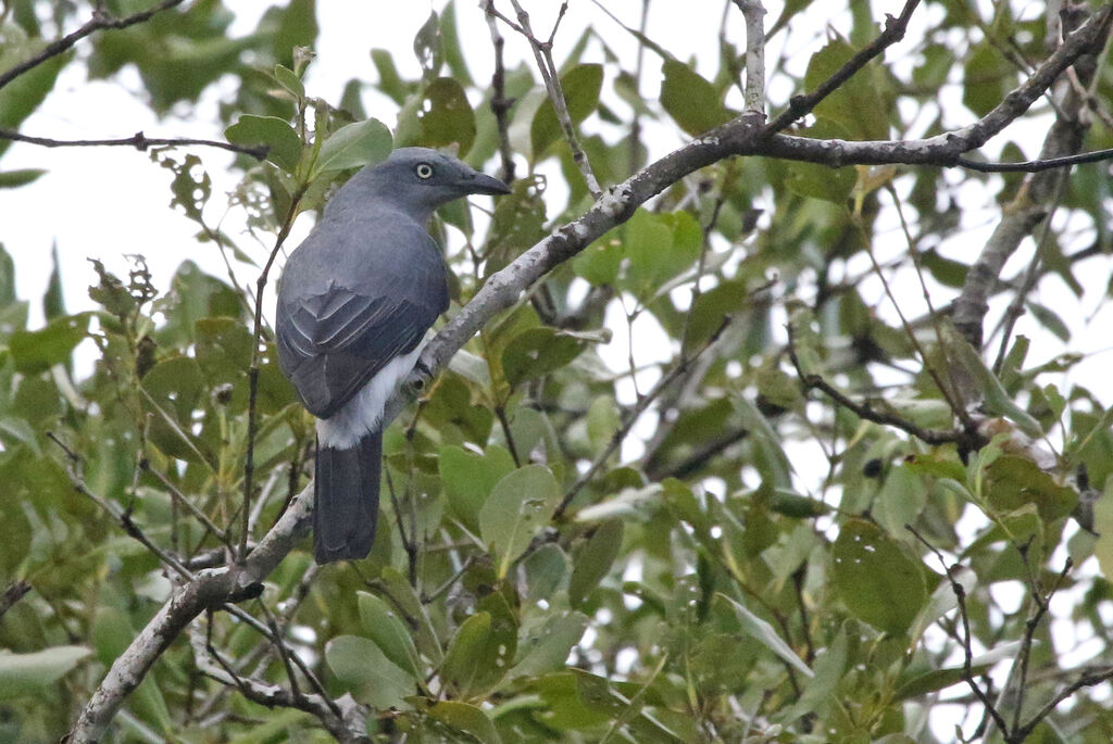 White-rumped Cuckooshrikeadult