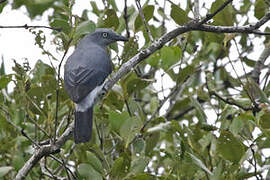 White-rumped Cuckooshrike