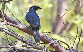 Black Cuckooshrike