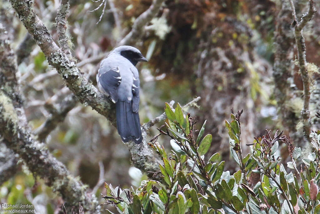 Hooded Cuckooshrike female adult, identification