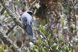 Hooded Cuckooshrike