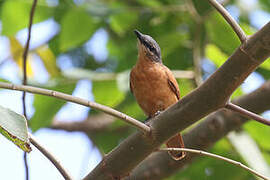 Sahul Cicadabird