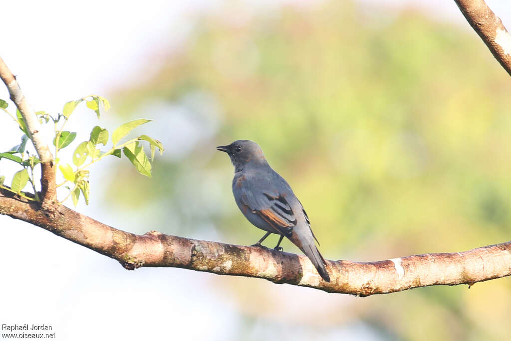 Grey-headed Cuckooshrike male immature