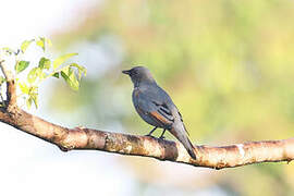 Grey-headed Cuckooshrike