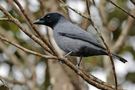 Sunda Cuckooshrike