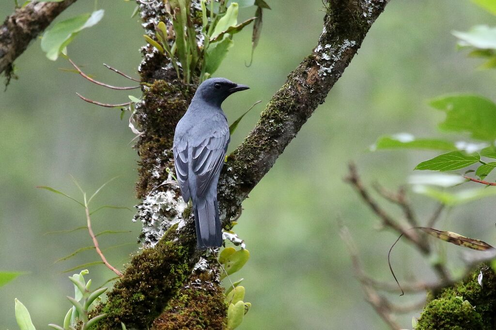 Sulawesi Cicadabird male adult