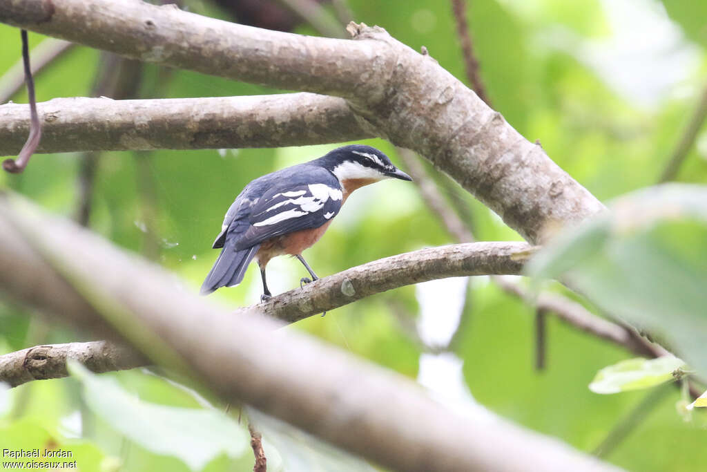 Rufous-bellied Triller male adult breeding, habitat