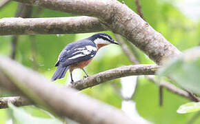 Rufous-bellied Triller