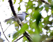Pale Cicadabird
