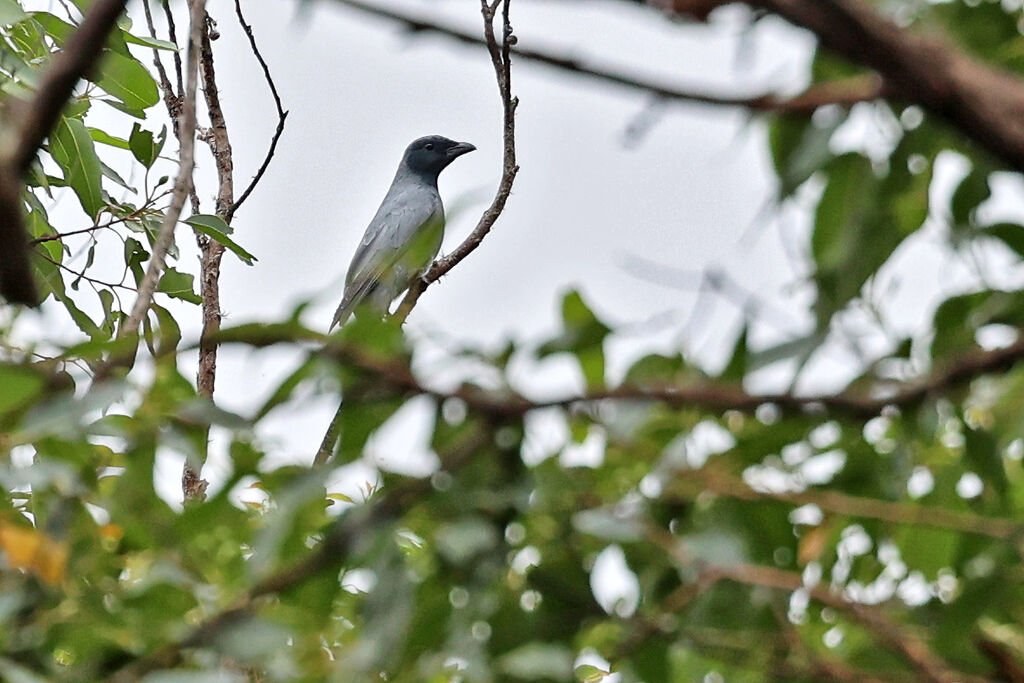 Wallacean Cuckooshrike male adult