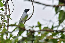Wallacean Cuckooshrike
