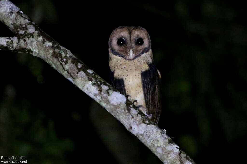 Minahasa Masked Owladult